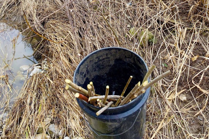Bucket of native-species Willow and Dogwood stakes to add into river bank.