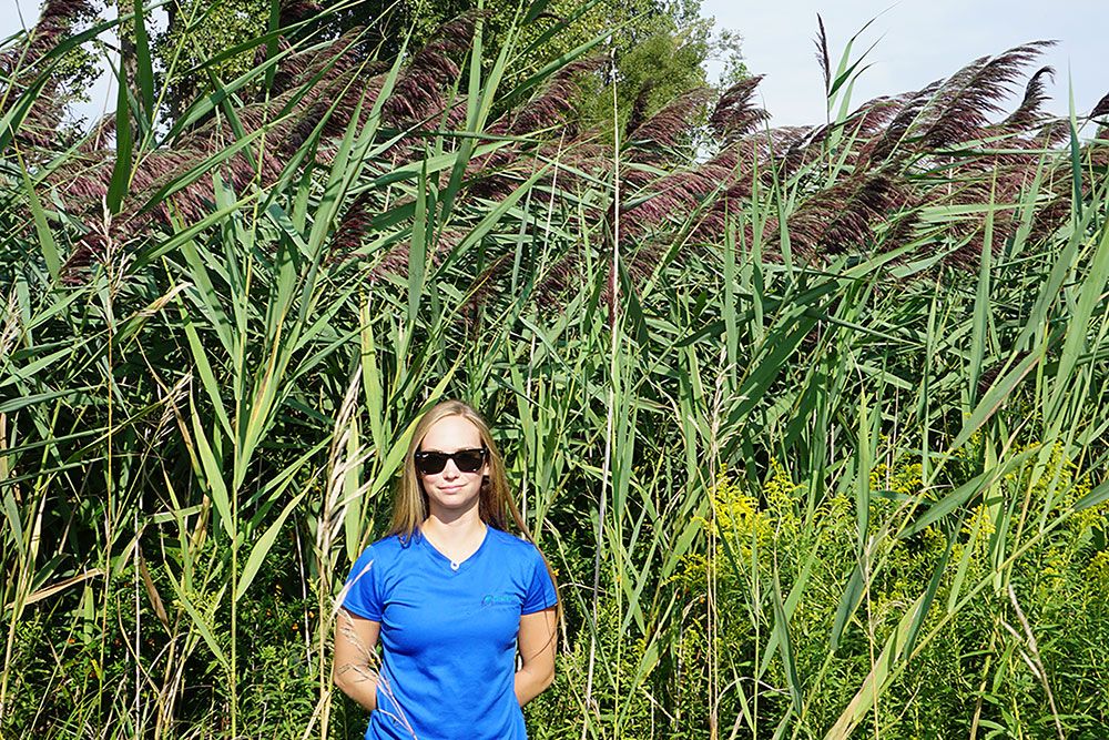 A woman stands beside towering Phragmites plant.