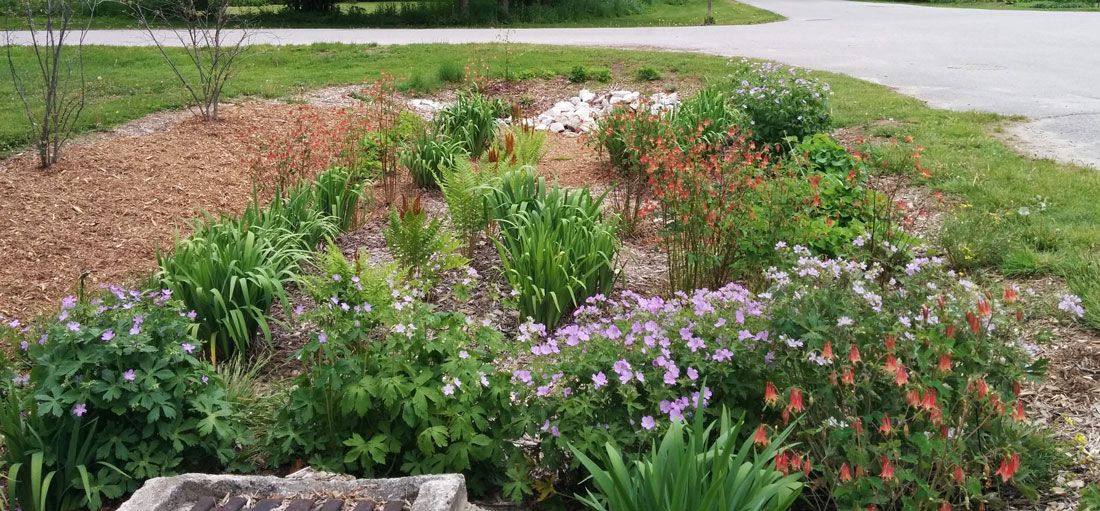 One of the rain gardens at Bayfield's Pioneer Park.