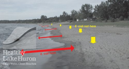 E. coli bacteria are commonly found at the beach, mostly in the â€œswash zoneâ€ where waves meet the shore.